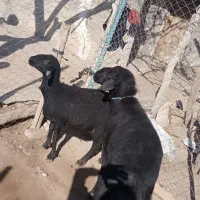 قوچ قره قزل|حیوانات مزرعه|زنجان, |دیوار