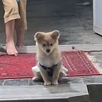 سگ پامر روباهی|سگ|رباط‌کریم, رباط‌کریم|دیوار