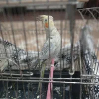 عروس هلندی|پرنده|کرمانشاه, |دیوار