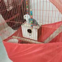 عروس هلندی و طوطی برزیلی