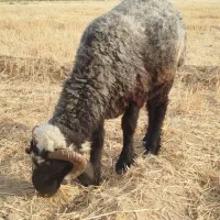 فروش قوچ شهرستان بافت