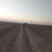 کره اسب|اسب و تجهیزات اسب‌سواری|بوئین زهرا, |دیوار