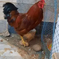 خروس چل تاج|حیوانات مزرعه|مشهد, یاس|دیوار