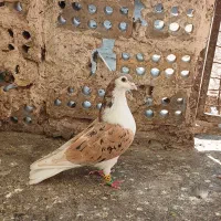 کفتر