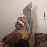 عروس