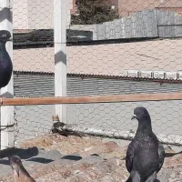 کبوتر کفتر زاغ واکسی|پرنده|تهران, سیروس|دیوار