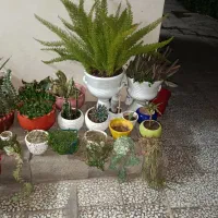 فروش تمام گل با گلدان