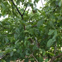 باغ ویلا نهاوند بروجرد کنار جاده اصلی سنددار