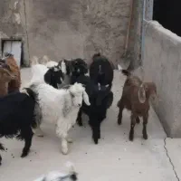 ۱۰راس بزغاله ماده|حیوانات مزرعه|دشتابی, |دیوار