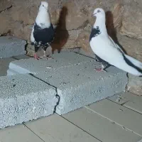 جفت دم سیاه