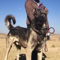 فروشی|سگ|میلاجرد, |دیوار