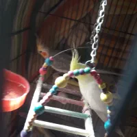 طوطی عروس هلندی و برزیلی|پرنده|محمدشهر, شهرک پیام (مهرالبرز)|دیوار