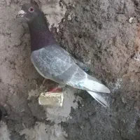 گلی|پرنده|شیراز, محراب|دیوار