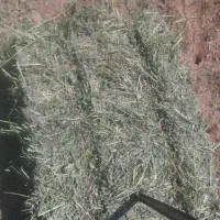 یونجه چین دوم تحویلی