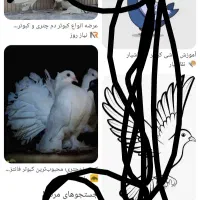 دم چتری دم فری