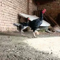 شامو اوشامو مرغ خروس|حیوانات مزرعه|تهران, خرمشهر|دیوار