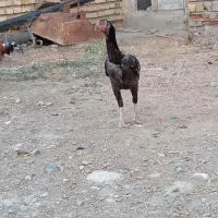 یک عدد ماکیان لاری به فروش میرسد