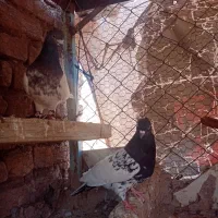 کبوتر|پرنده|باشتین, |دیوار