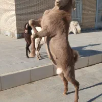 فروش یک عدد کره نر