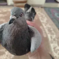 دمگیر خرقه نر