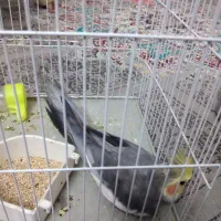 عروس هلندی نر آماده برای جفت گیری