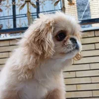 سگ پیکینیز|سگ|کرمان, |دیوار