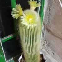 گل آپارتمانی