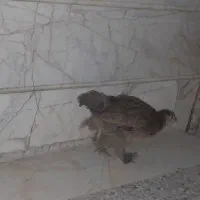 مرغ کاکولی|حیوانات مزرعه|گلستان (تهران), |دیوار