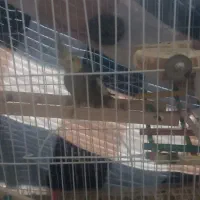 فروش یه جفت عروس هلندی نوجوان تازه به سن بلوغ رسید