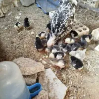 تخم نطفه دار گلین|حیوانات مزرعه|اسلام‌شهر, مطهری|دیوار