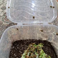 حلزون|خزنده|سلطانیه, |دیوار