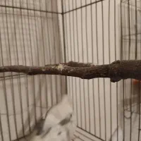 نر دو کت آلبینو آماده جفت دو کت لوتینو با جوجه