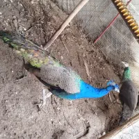 طاووس هندی|پرنده|قائم‌شهر, |دیوار