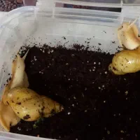 حلزون آلبینا