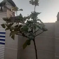 خونه اجاره ای در ملکشاهی|اجارهٔ خانه و ویلا|ملکشاهی, |دیوار