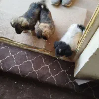 3عدد سگ پاکوتاه شیتزو