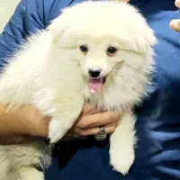 سگ پامرانی نر پشمالو سفید خالص