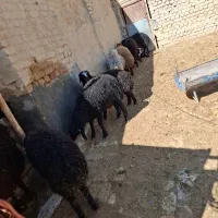 بره نر و ماده درجه یک