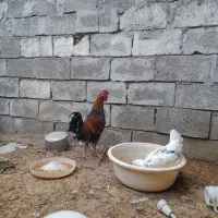 خروس گلین ۱ ساله