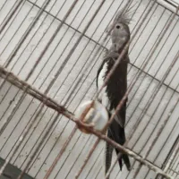 طوطی عروس هلندی