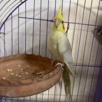 عروس هلندی