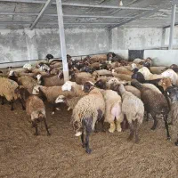 فروش گوسفند و بره داشتی و گوشتی
