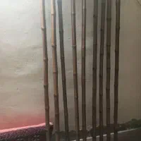 خزران|گل و گیاه طبیعی|شادگان, |دیوار