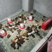 فروش جوجه 15 روزه اصل گلپایگان