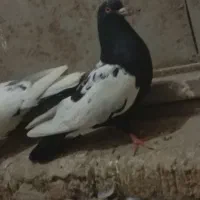 کبوتر|پرنده|بکتاش, |دیوار