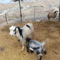 بز و بزغاله گوسفند|حیوانات مزرعه|سیوان, |دیوار