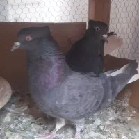 کبوتر زاغ دم سفید کفتر...