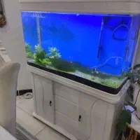 آکواریوم|ماهی|اهواز, کوی جانبازان(دانش)|دیوار