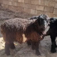 بره نر .داشتی