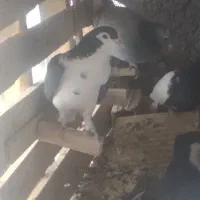 نر شیرازی سوراخی|پرنده|ماهان, |دیوار